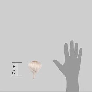 Fresh Garlic (lehsun) 250g Pack