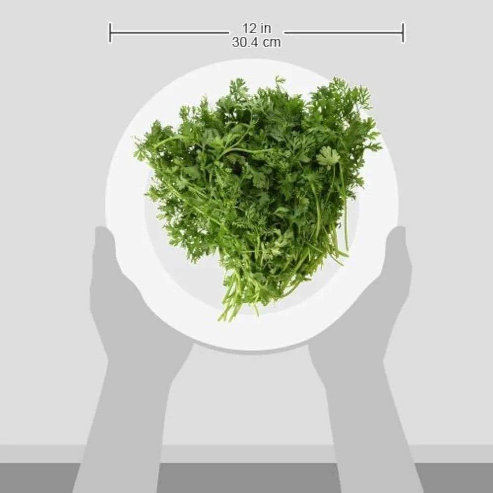 Fresh (Dhaniya) Coriander, 100 Gm - Leaves - Image 4